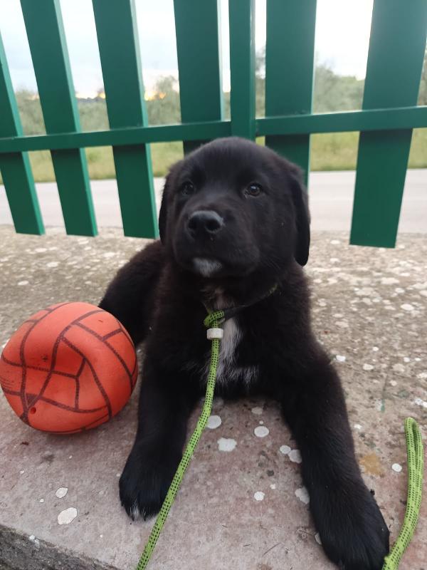 Cucciolotto da sogno 2 mesi e mezzo Foto 6